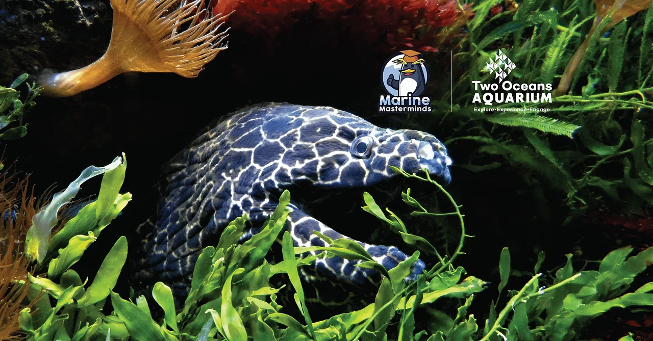 Home sweet home: how ocean animals make places to call their own