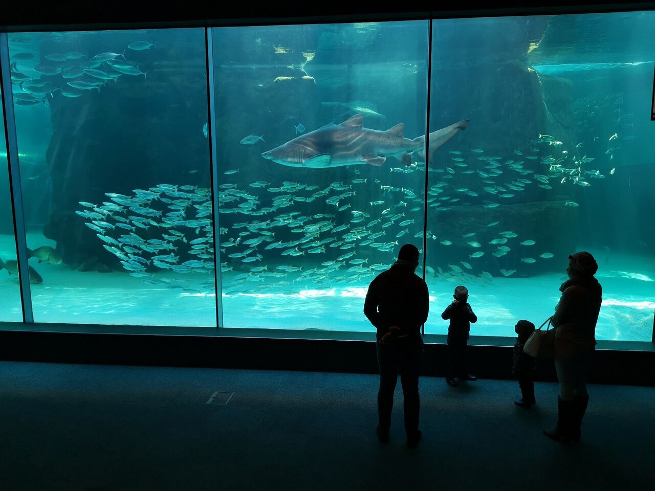 Great to sea you: dive back into our underwater world