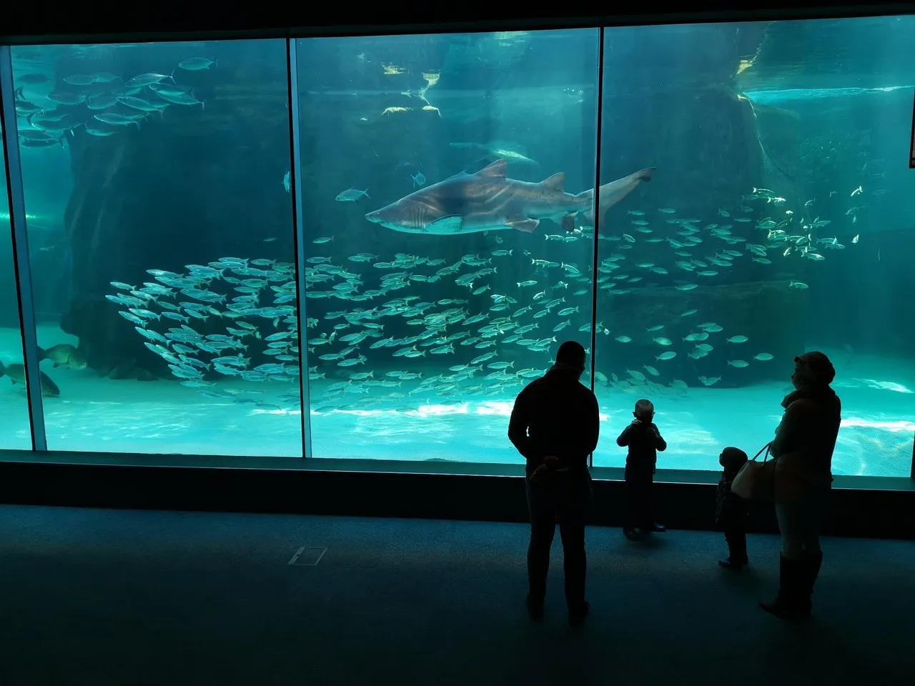 Great to sea you: dive back into our underwater world