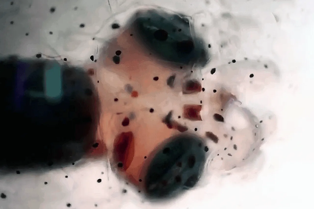 Adorable bobtail squid hitchhiker shows off its incredible camouflage under the microscope