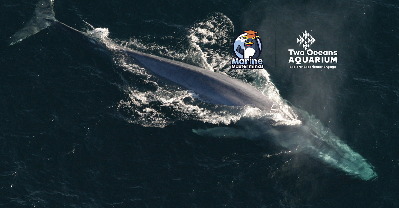 Social distancing: novel ways sea animals stay in touch and communicate with each other