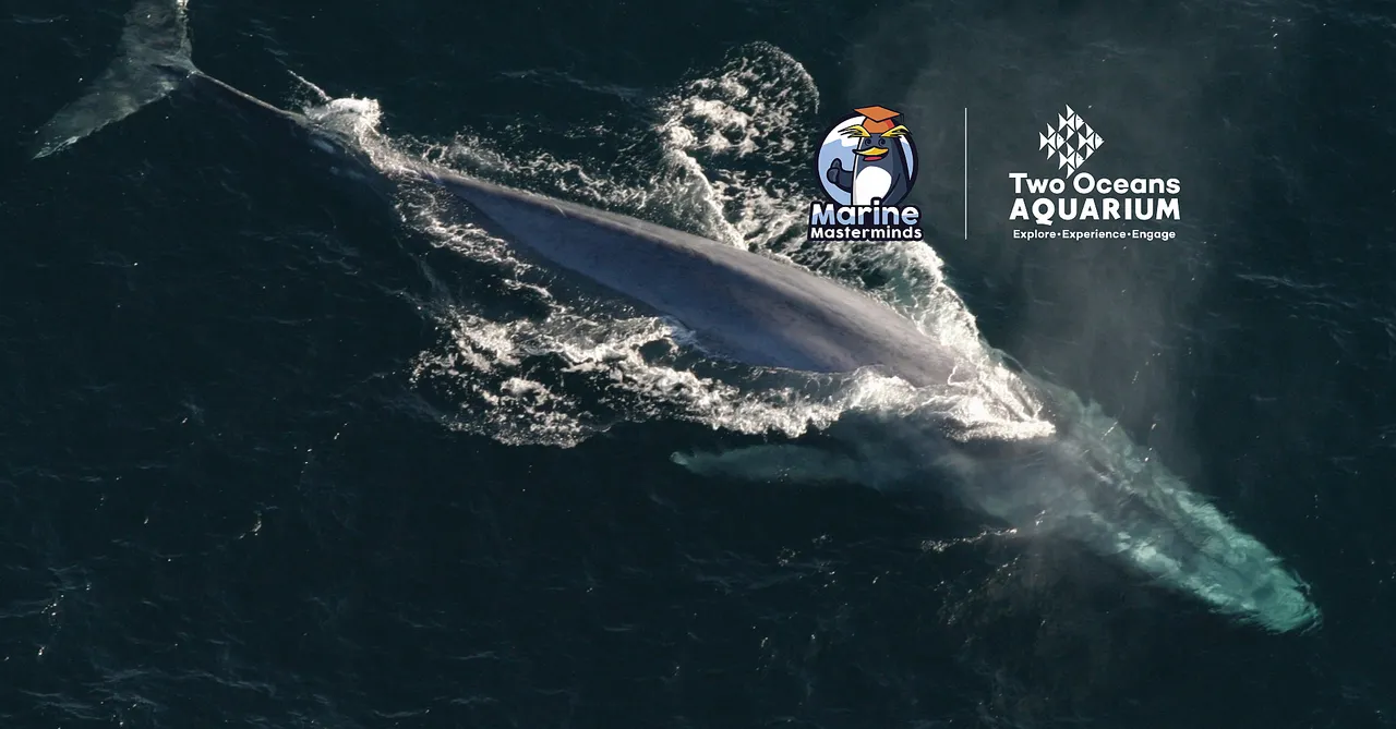 Social distancing: novel ways sea animals stay in touch and communicate with each other