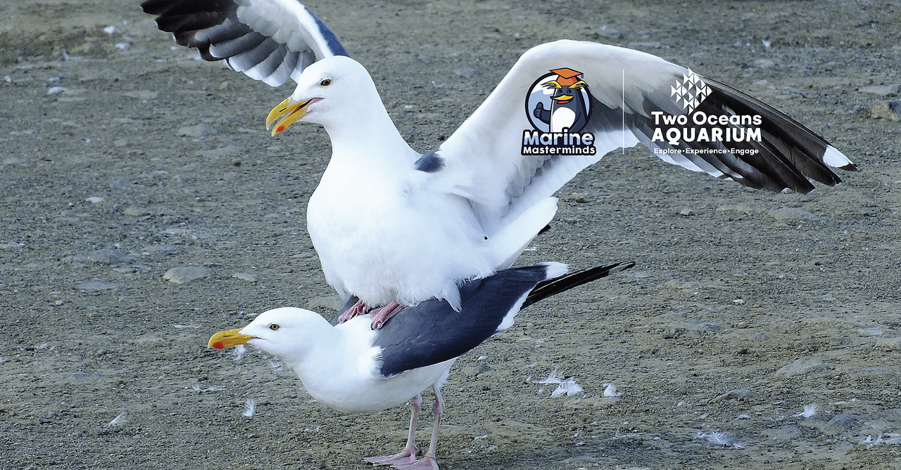 Social distancing: how do sea creatures handle long-distance mating?