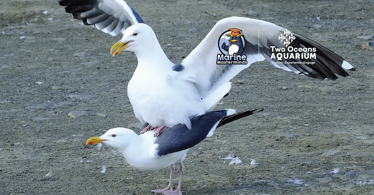 Social distancing: how do sea creatures handle long-distance mating?