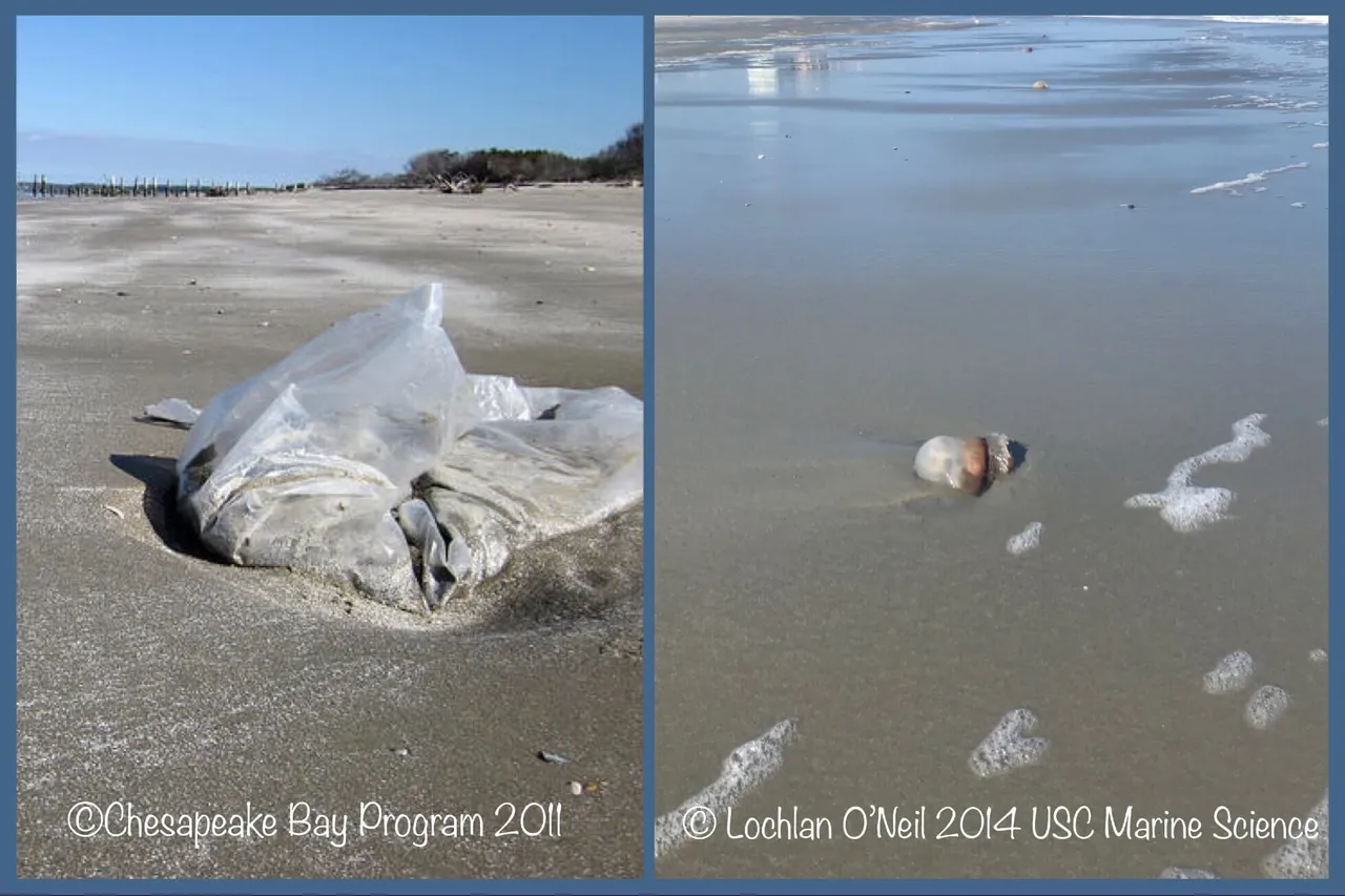 Plastic Bag Vs Jellyfish
