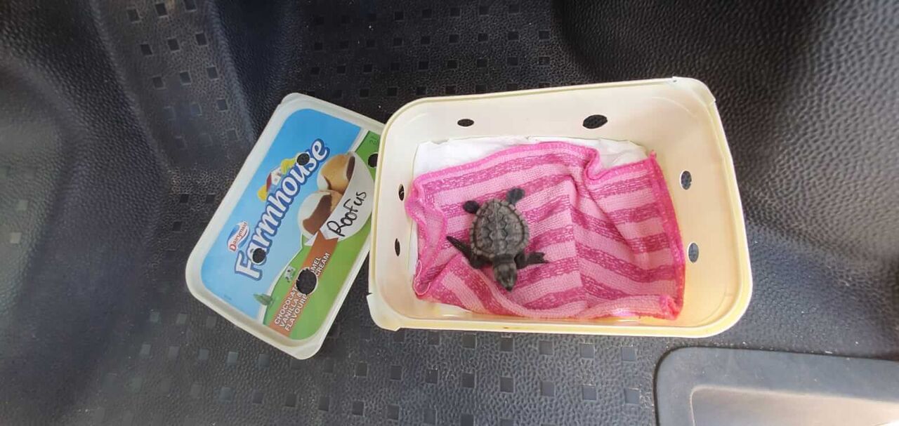 Incredible rooftop rescue for stranded "roofus" the turtle hatchling during covid-19 lockdown