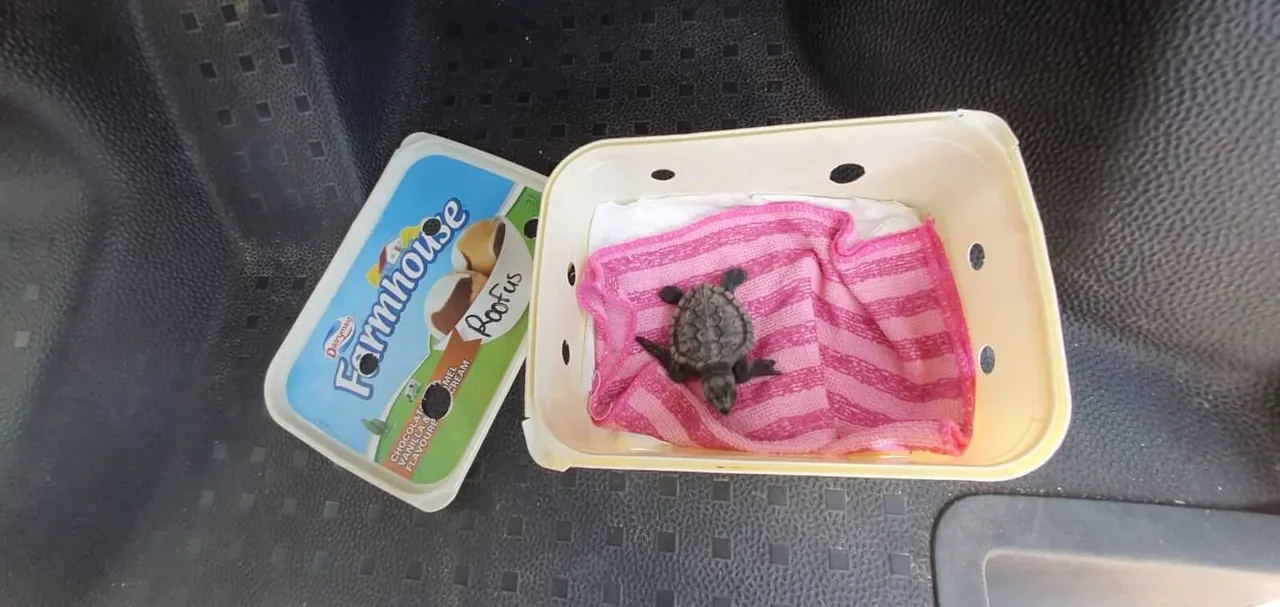 Incredible rooftop rescue for stranded "roofus" the turtle hatchling during covid-19 lockdown