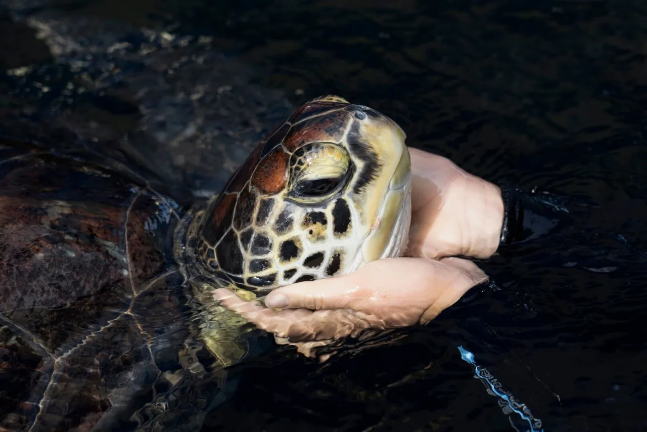 Art inspired by bob the turtle