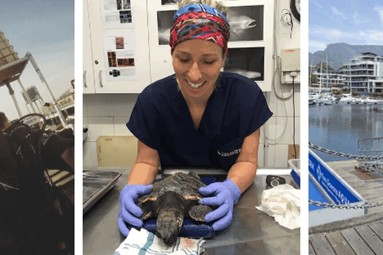 Ayrton talitha brett