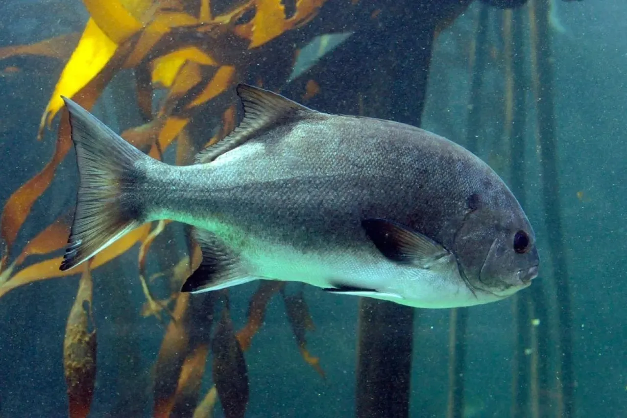 Galjoen1 2f8ab07c3b37edb454c896adad412303 Medium