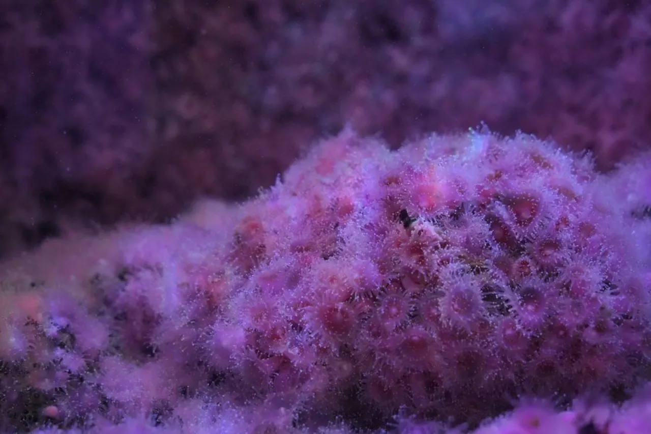 DSC03940 Custom Medium