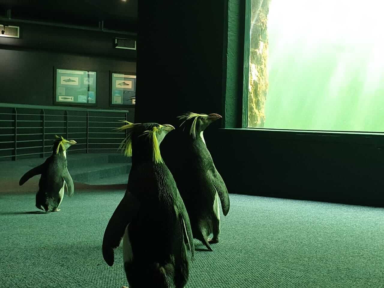 What happens to the aquarium's animals during the lockdown? critical staff are on scene!