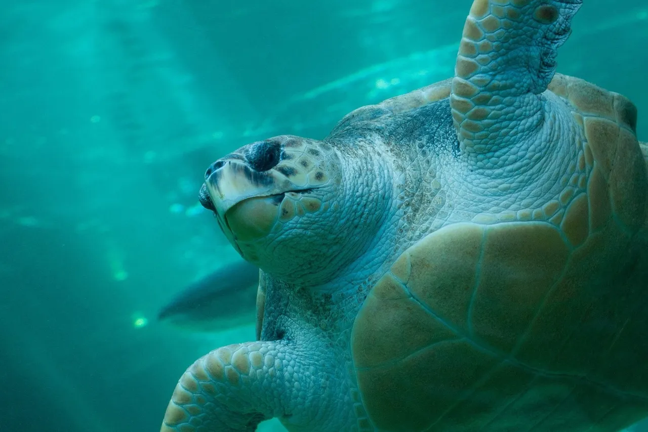 Yoshi the turtle makes scientific discovery: First high-density loggerhead feeding site in Western Australia