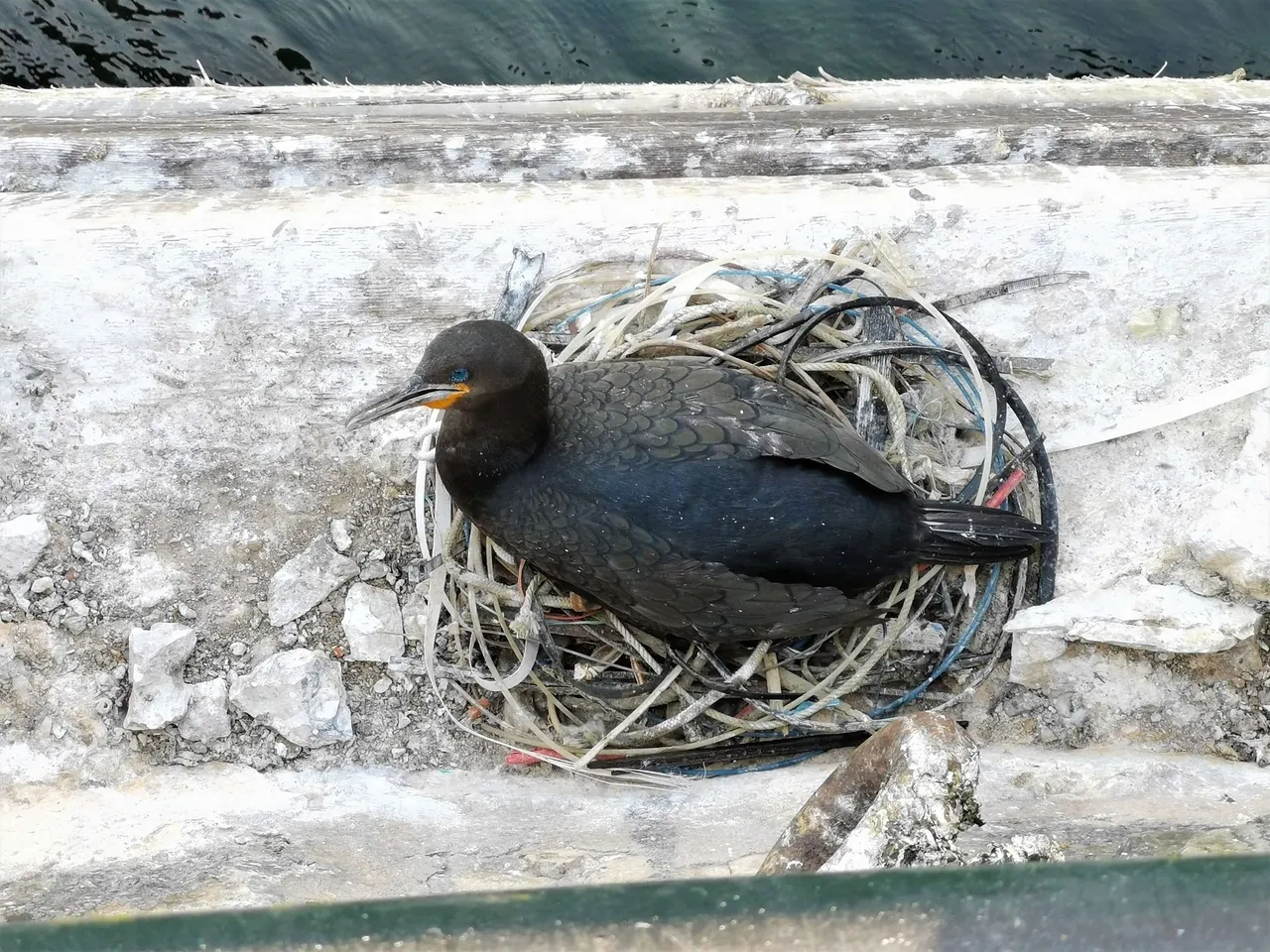 How do marine animals survive in a human-made environment?