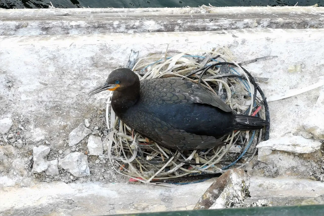 TOA Table Bay Hotel Meet 4