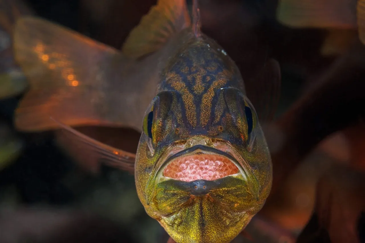 28966596471 d1c90fce37 o