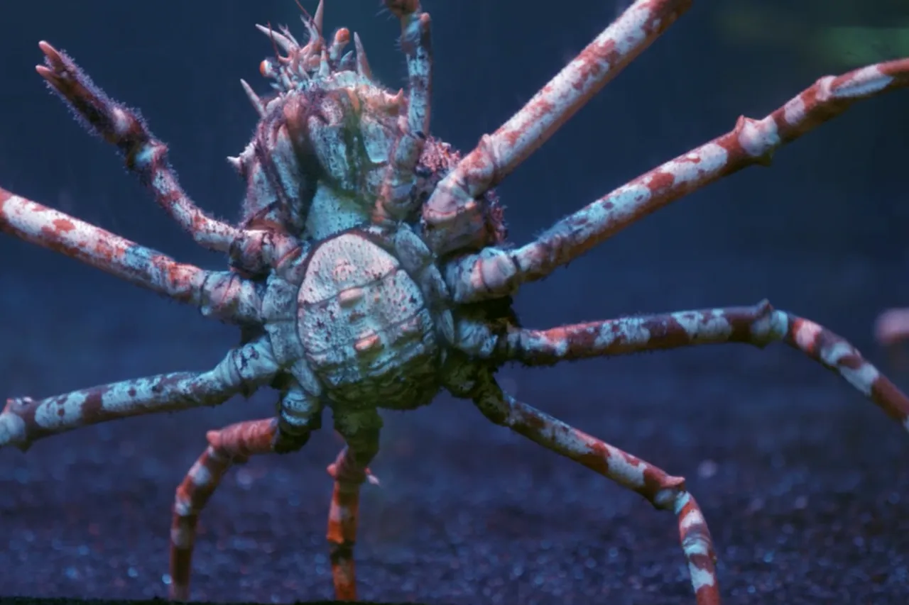 AAAL Spider Crabs 3 Large