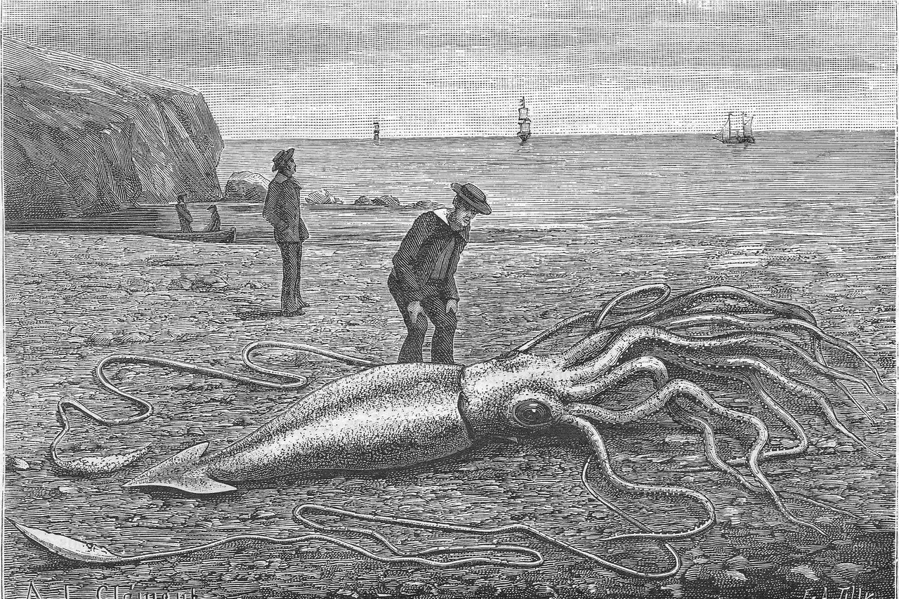 Giant squid La Nature 9 June 1883