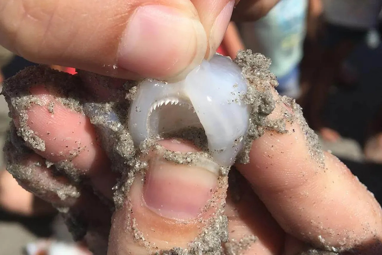 Squid teeth 2017 5 21 1