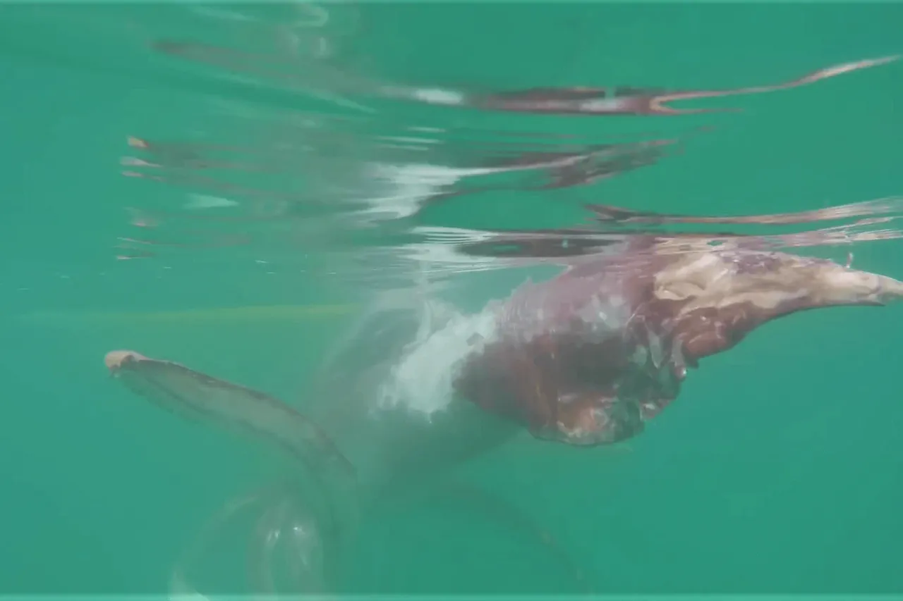 Vlcsnap 2020 06 10 13h25m02s439