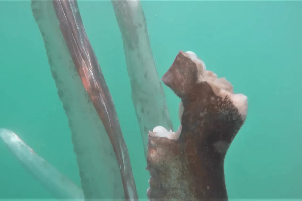 Vlcsnap 2020 06 10 13h29m45s407