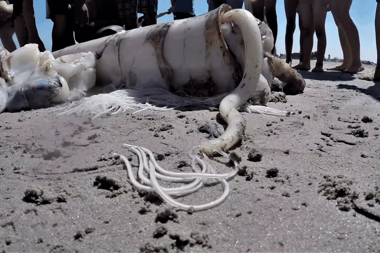 Vlcsnap 2020 06 10 13h24m40s162