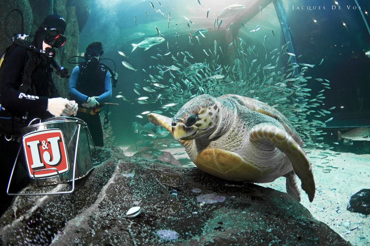 Yoshi has reached australia! record-breaking turtle's long distance swim continues