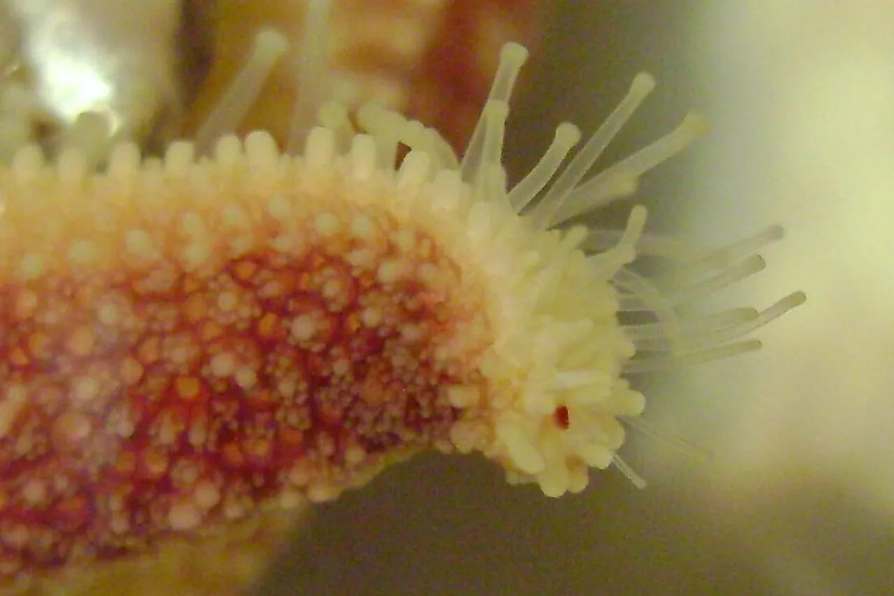 Détail bras détoile de mer