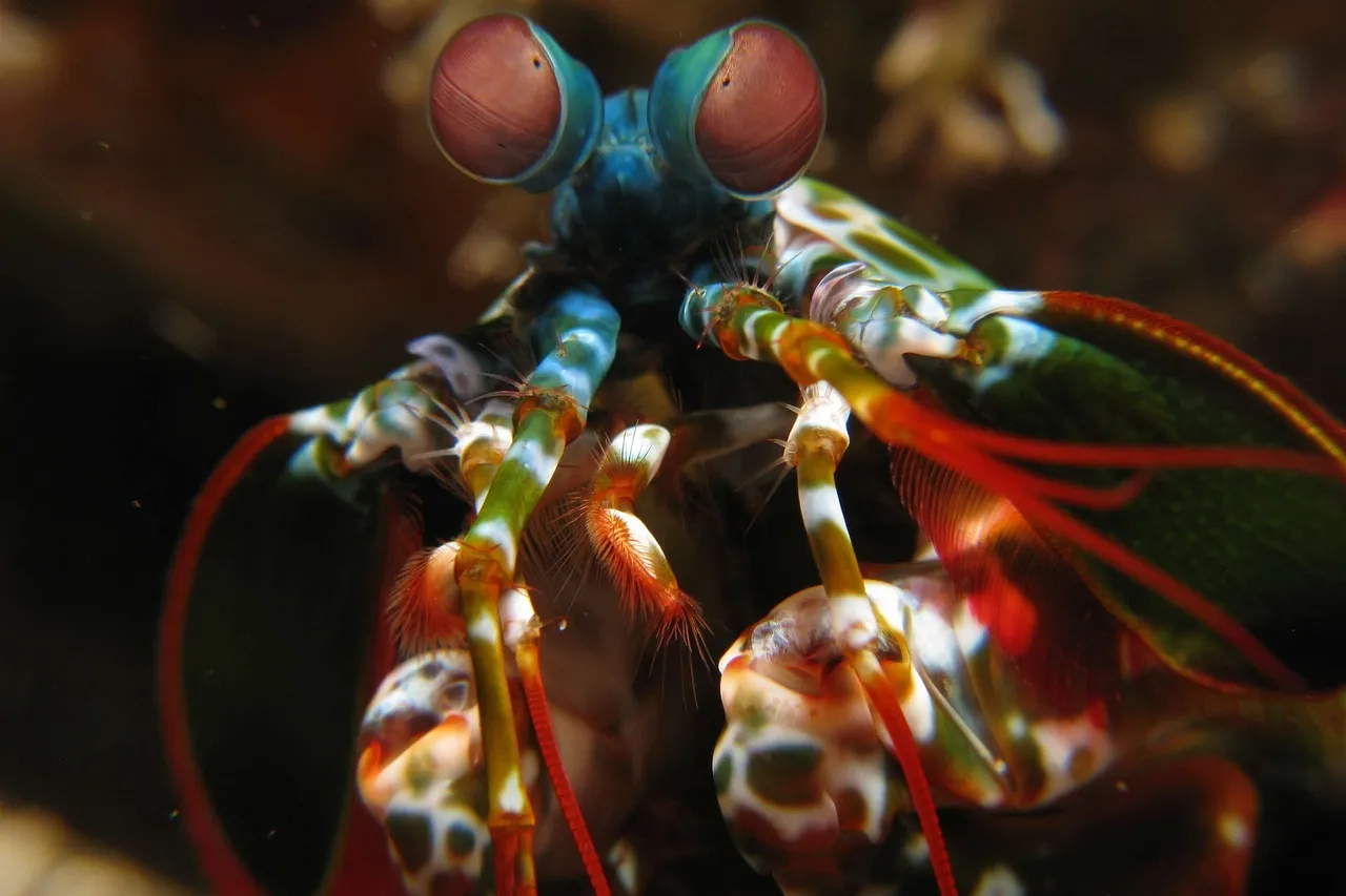 Mantis shrimp Odontodactylus scyllarus