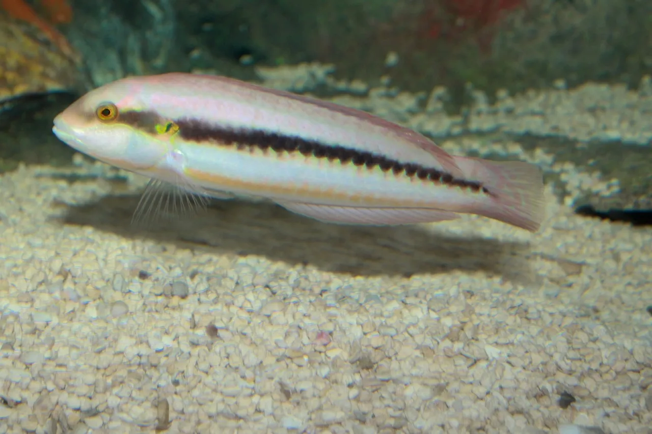 Slippery Dick Wrasse Halichoeres bivittatus