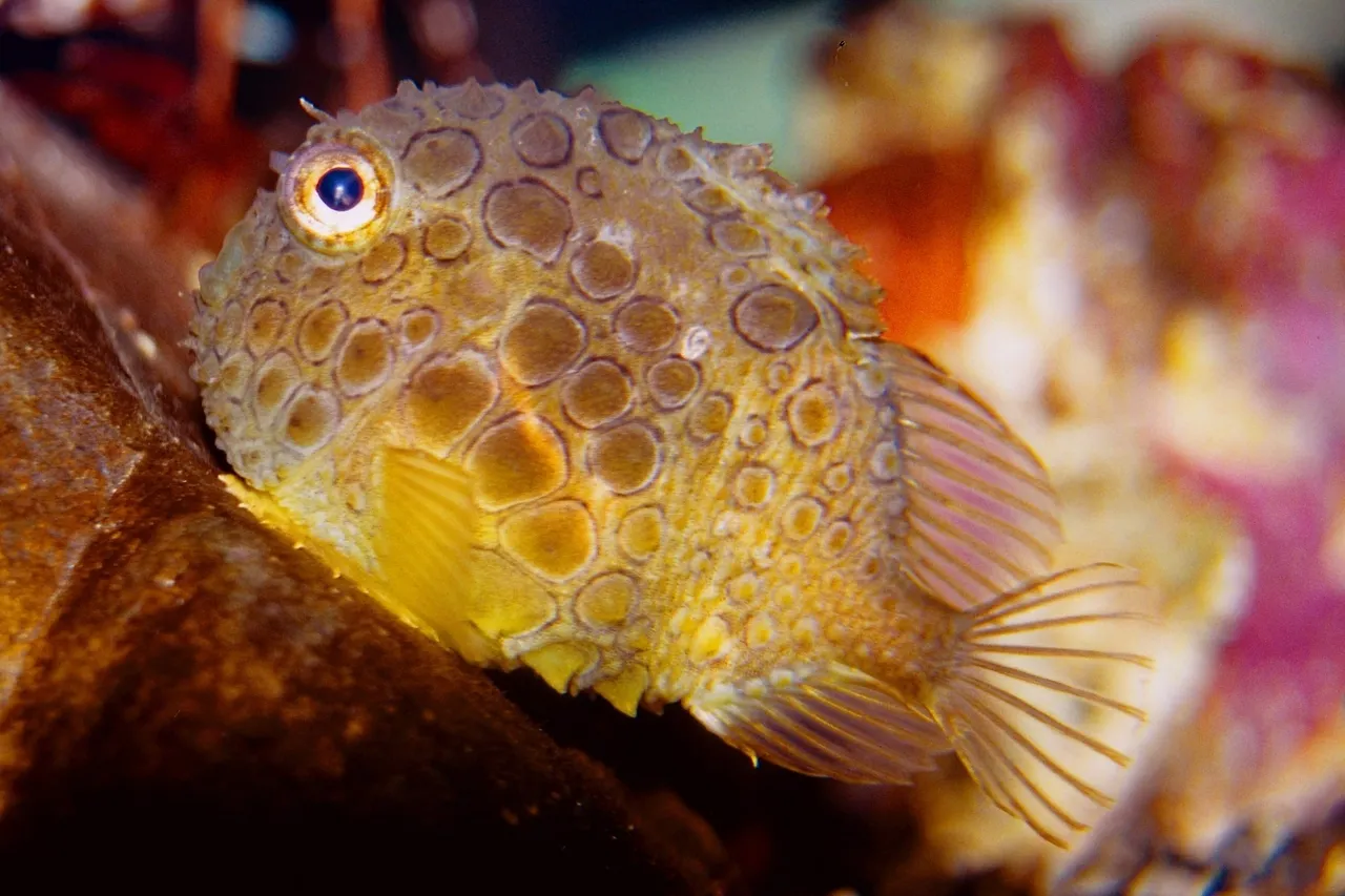 Spiny lumpsucker Eumicrotremus orbis