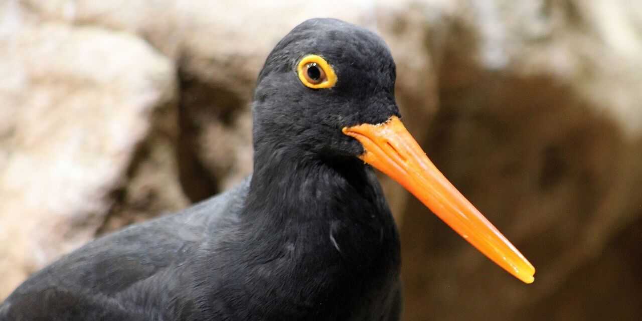 The epic life story of rita the african black oystercatcher