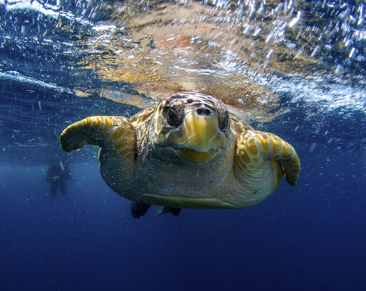 One Blue Heart beats for our turtles