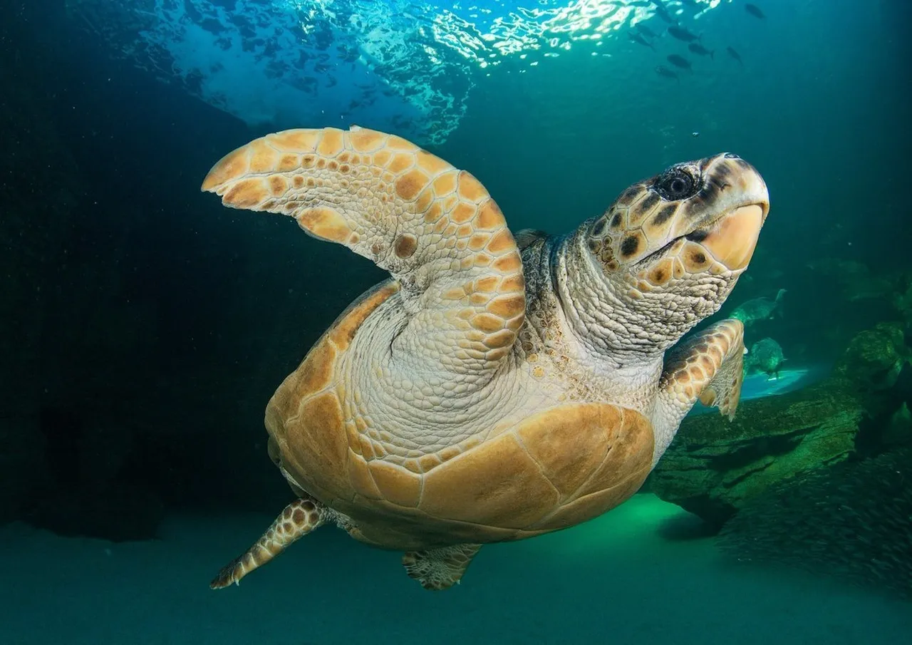 Loggerhead turtle