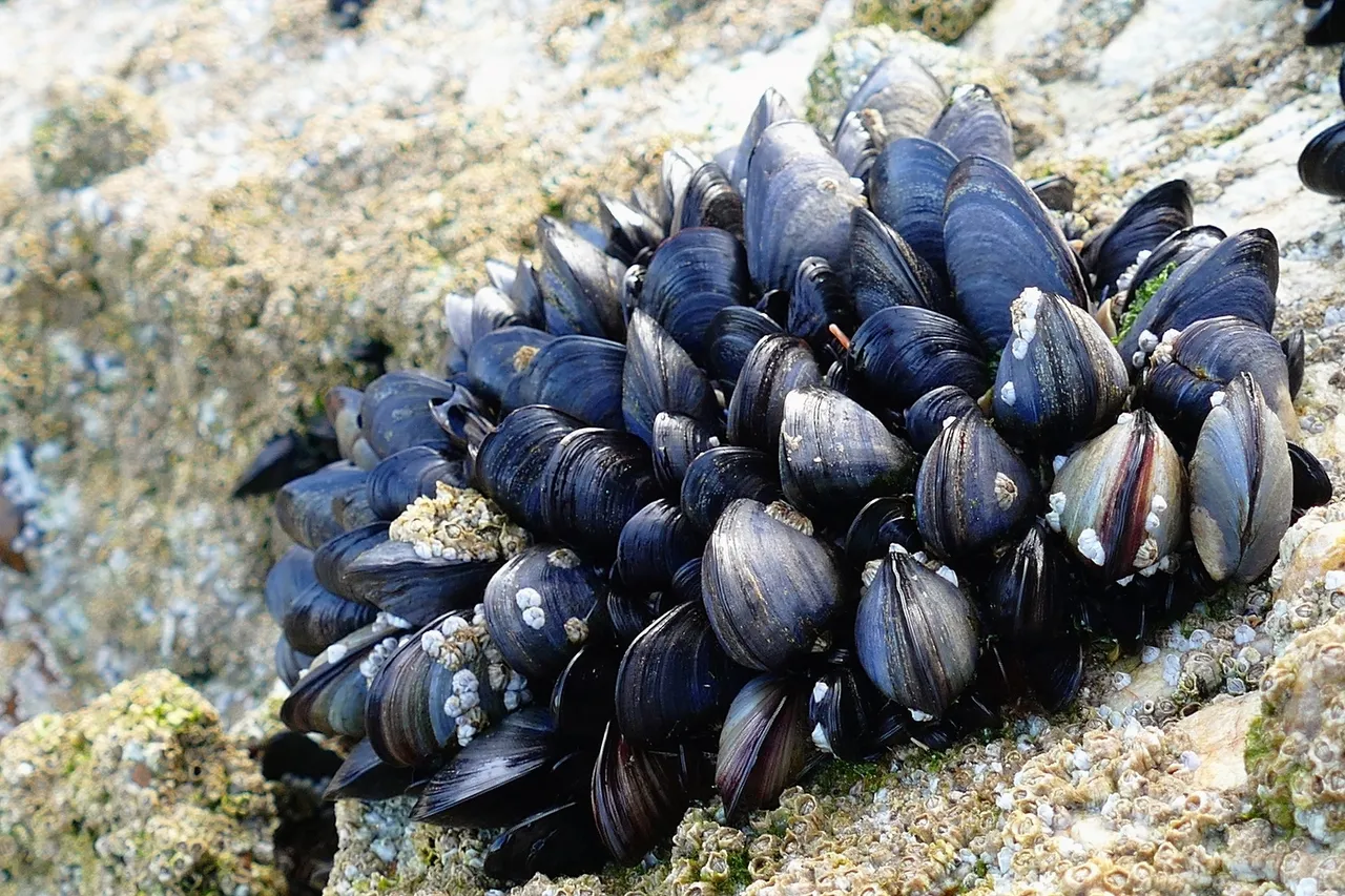 Mussel mollusks are seafood