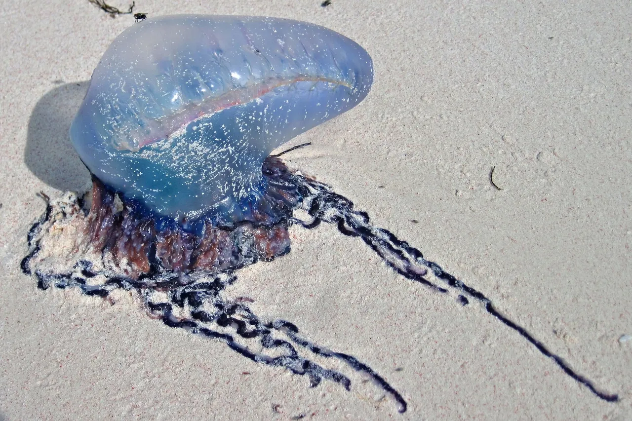 15896072120 d5f1eddc67 o