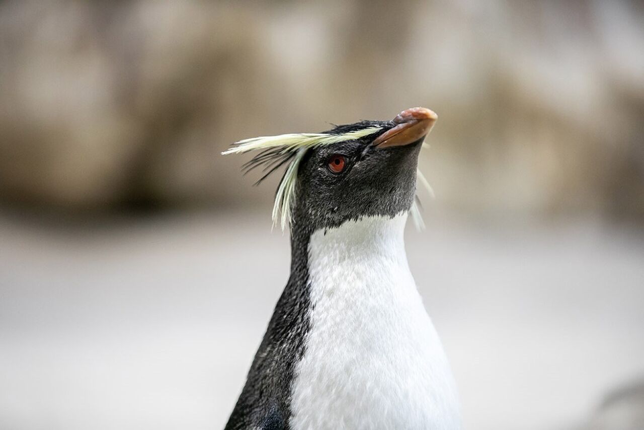 Get to know the rockhopper penguins