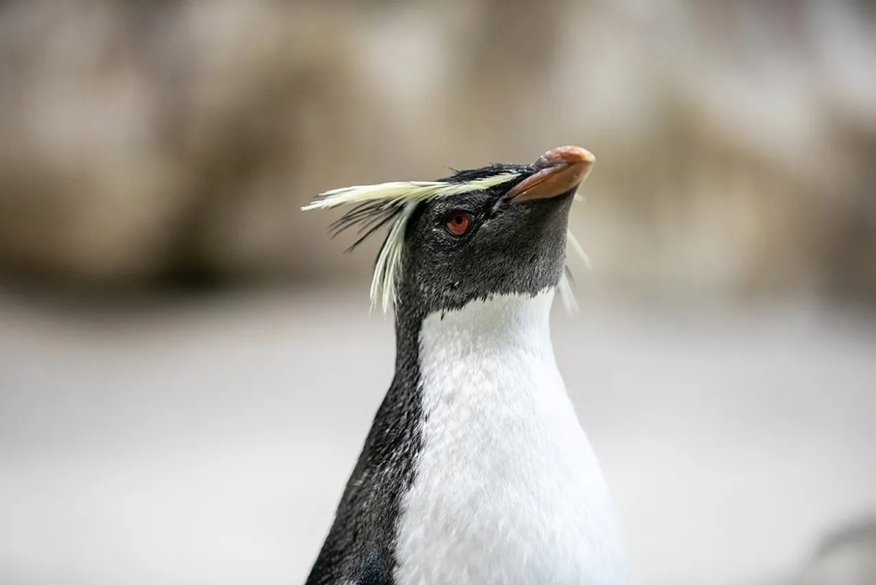 Get to know the rockhopper penguins