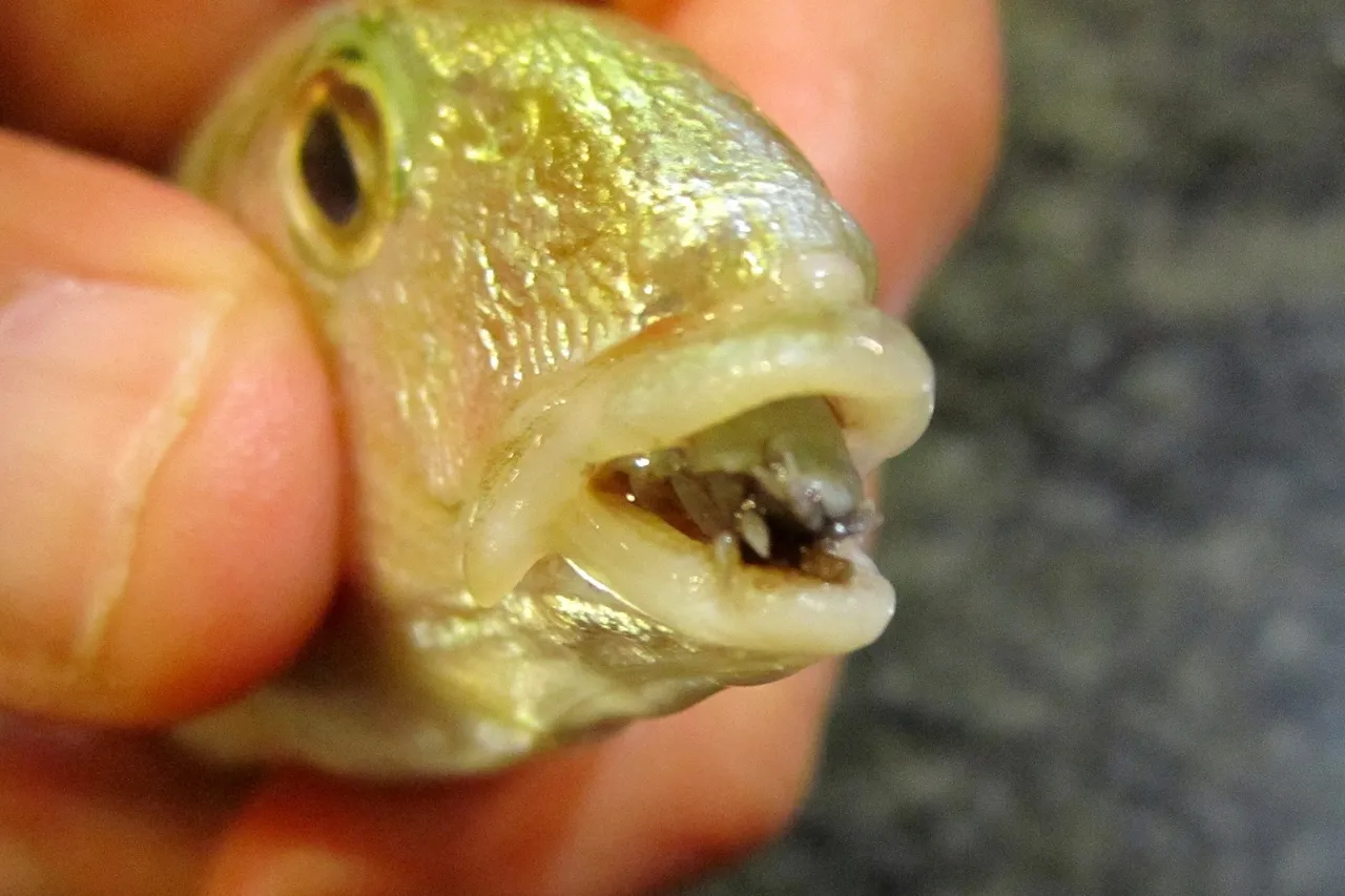 Cymothoa exigua parassita Lithognathus mormyrus