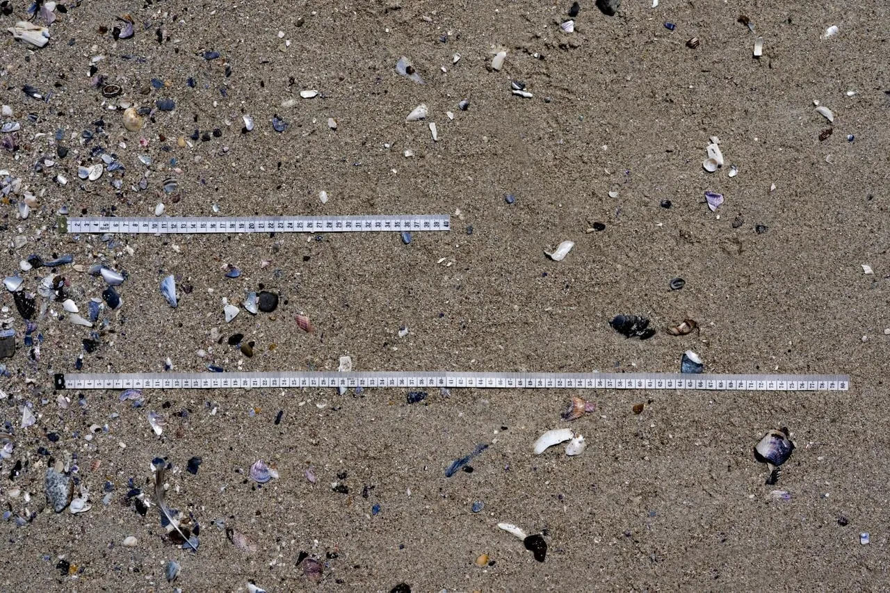 5 Growth From A Broken Shell