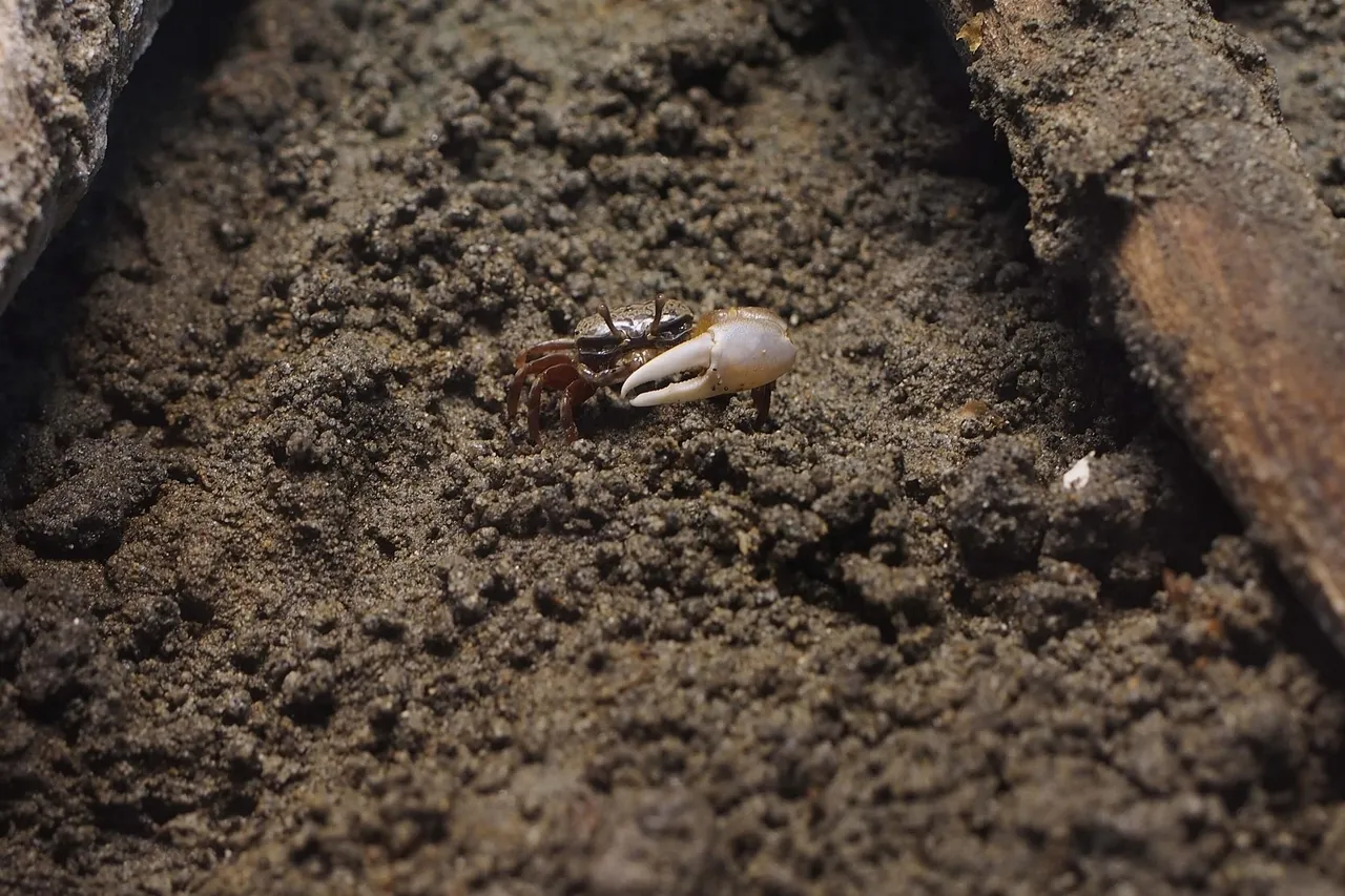 Milky Fiddler Crab Uca lactea 15875959960