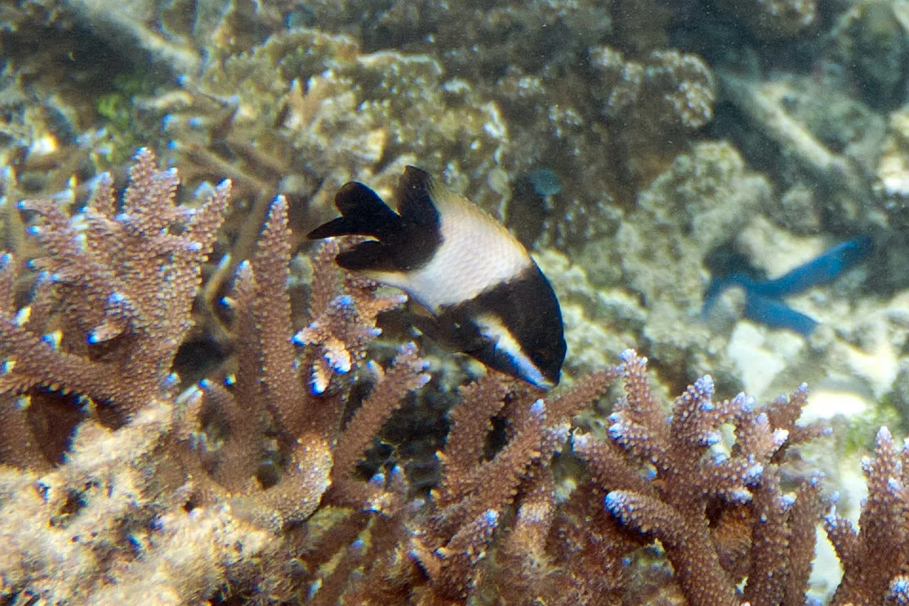 Dusky gregory Stegastes nigricans male with courtship coloration 5847342788