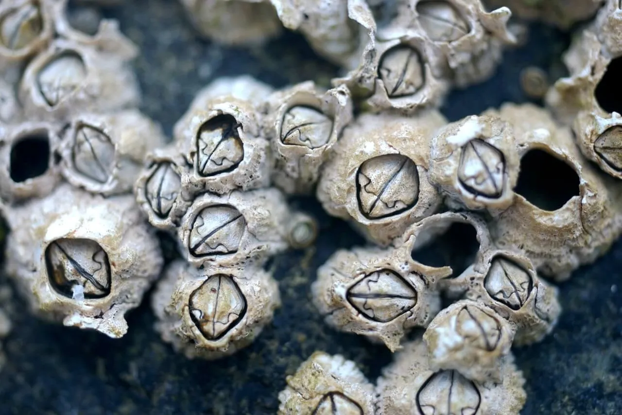 2394983702 ef4cea7b9b o