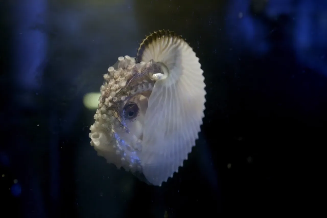 AAL4 Paper Nautilus2