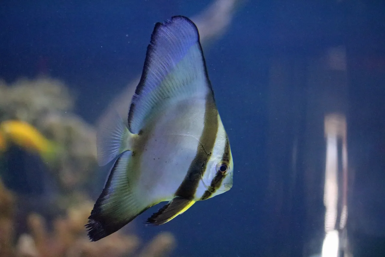 Orbicular batfish