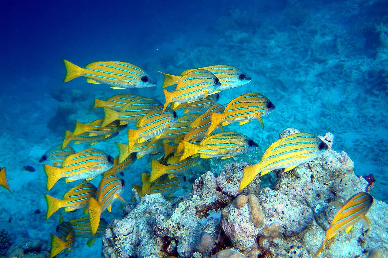 1280px Lutjanus kasmira school