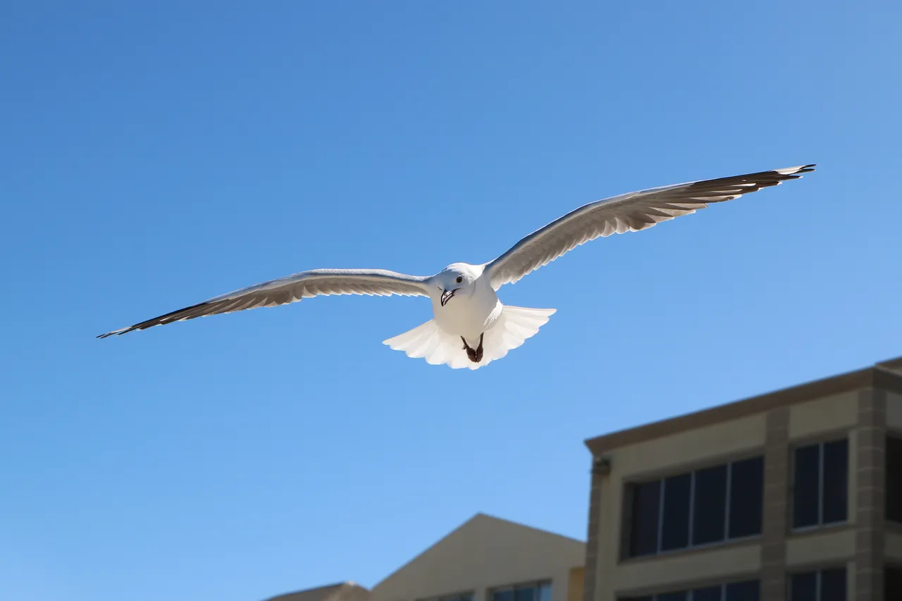 Rocky Shores Lesson March2018 D Bowen 14 1