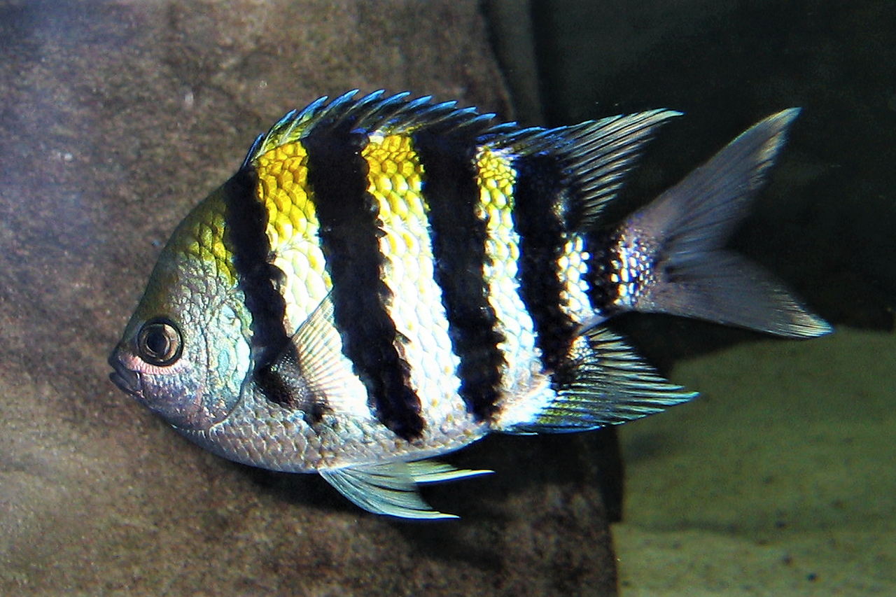 Sergent Major side view