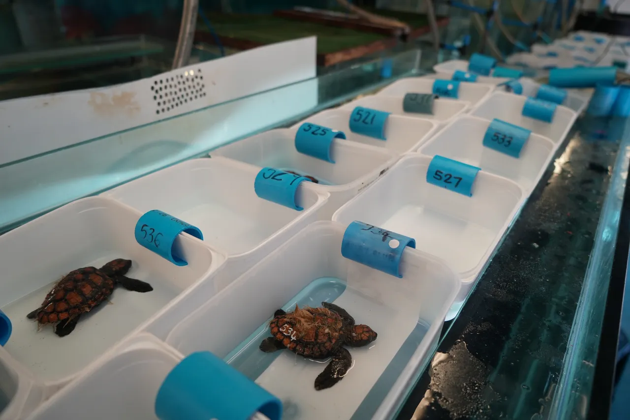 Our Turtle Conservation Centre received over 570 stranded turtle hatchlings, and we need your help!