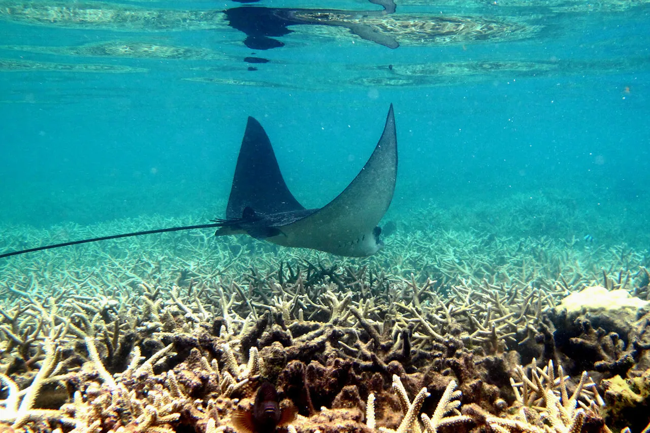 Myliobatis aquila Réunion